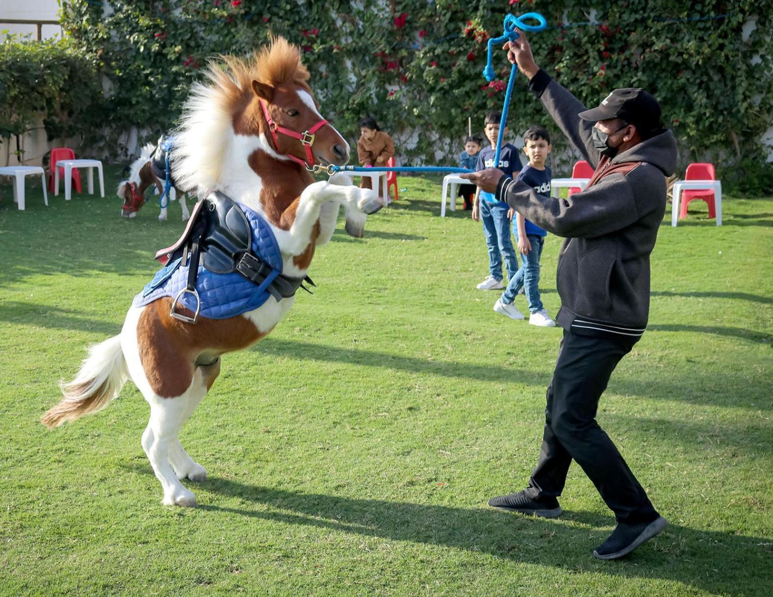 Lagoona Beach Luxury Resort And Spa Manama Eksteriør billede The photo shows a small horse or pony rearing up on its hind legs. The pony is wearing a blue saddle and is being led by a person who is holding a rope. The person is wearing a mask and appears to be encouraging the pony to perform. In the background